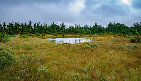 The Bog,CapeBretonNat'l Pk