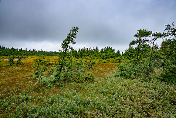 The Bog,CapeBretonNat'l Pk