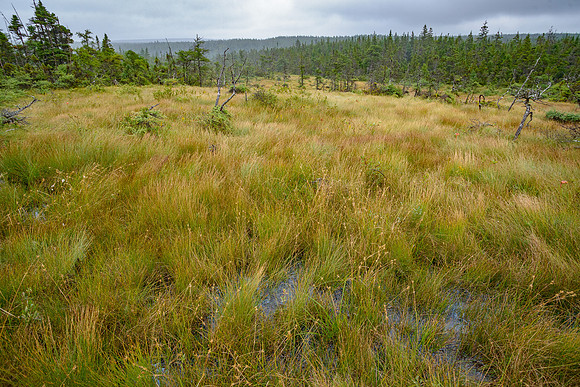 The Bog,CapeBretonNat'l Pk