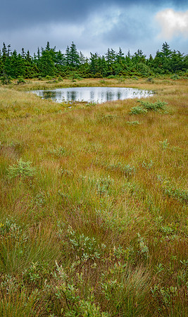 The Bog,CapeBretonNat'l Pk