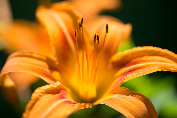 Flowers-59.jpg