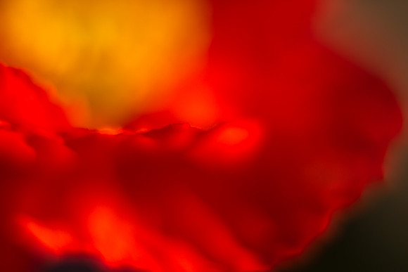 Longwood_Poppies-12.jpg