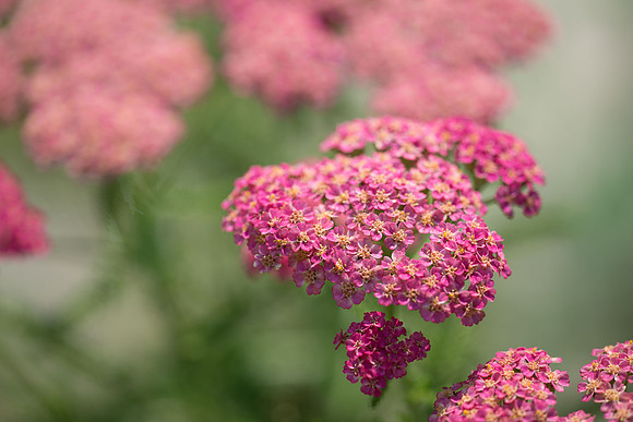 Flowers-12.jpg
