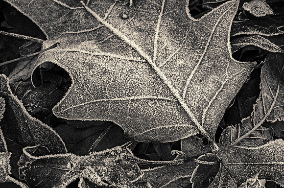 Ohio-184