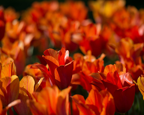 20130504-_DSC6295.jpg