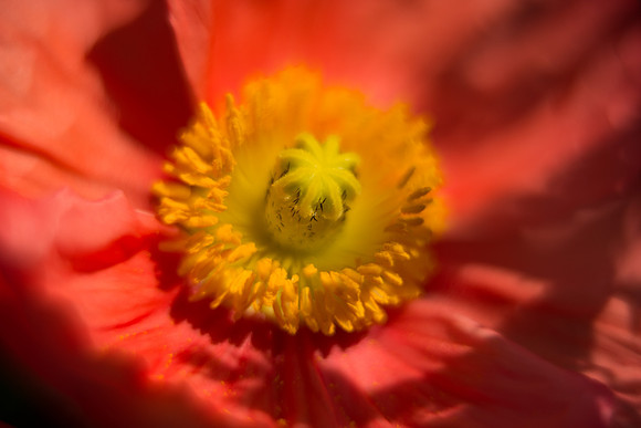 Longwood_Poppies-8.jpg