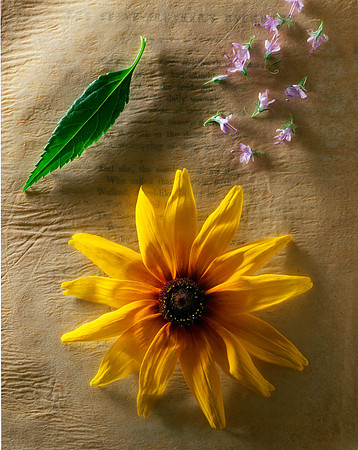 BlackeyedSusan&GreenLeaf