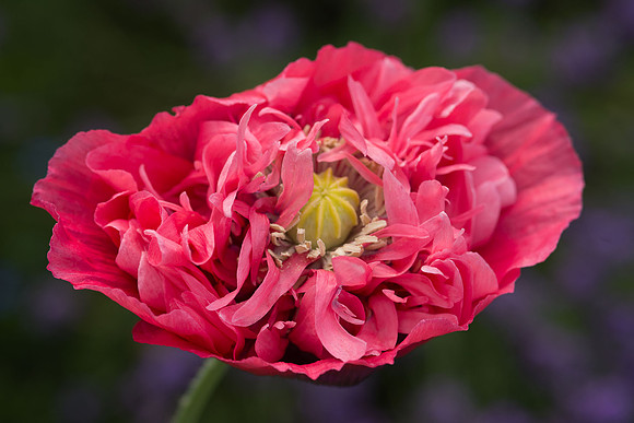 GardenFlowers-208.jpg