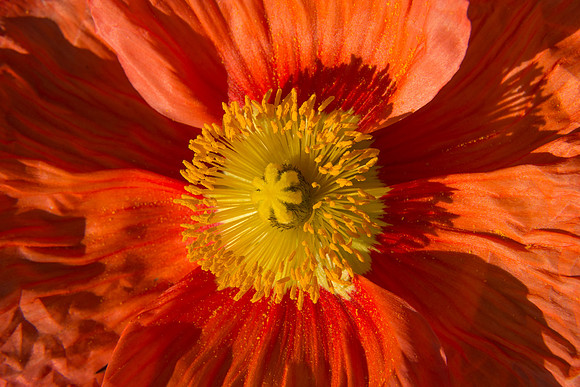 Longwood_Poppies-3.jpg