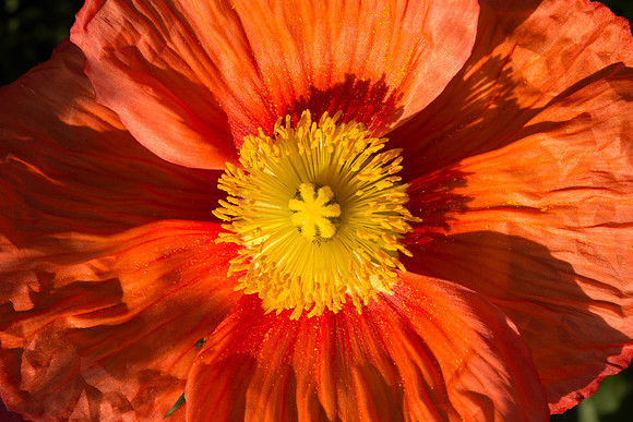 Longwood_Poppies-10.jpg