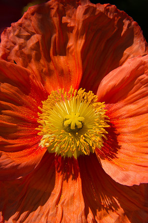 Longwood_Poppies-5.jpg