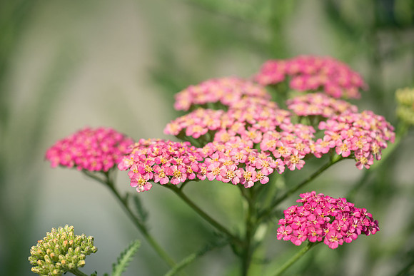 Flowers-49.jpg