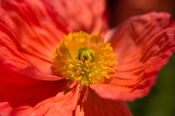 Longwood_Poppies.jpg