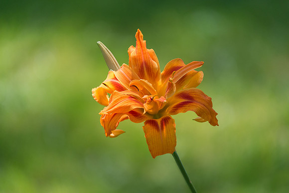 Lily_Stacked.jpg