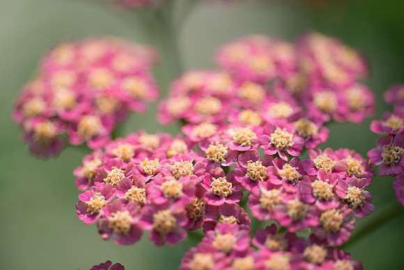 Flowers-3.jpg