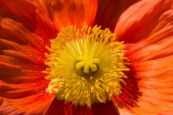 Longwood_Poppies-4.jpg