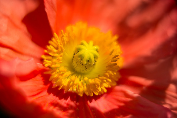 Longwood_Poppies-7.jpg
