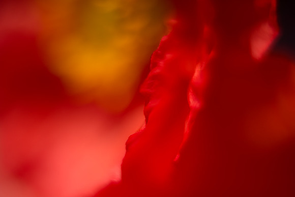 Longwood_Poppies-13.jpg