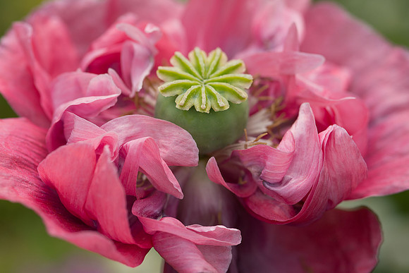 GardenFlowers-210.jpg