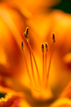 Flowers-63.jpg