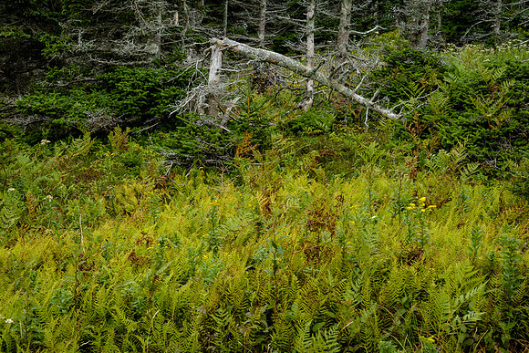 Along the Skyline Trail