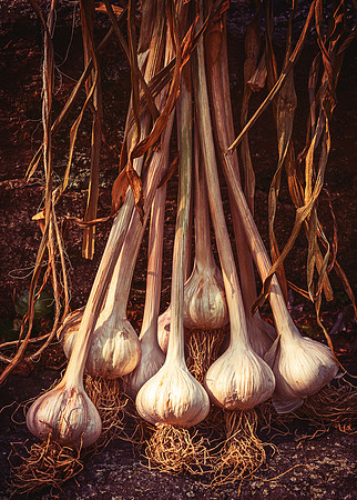 Garlic