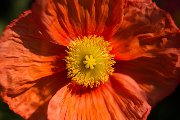 Longwood_Poppies-9.jpg