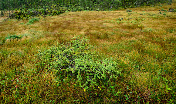 The Bog,CapeBretonNat'l Pk