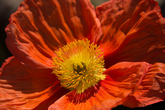 Longwood_Poppies-2.jpg