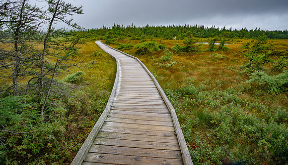The Bog,CapeBretonNat'l Pk