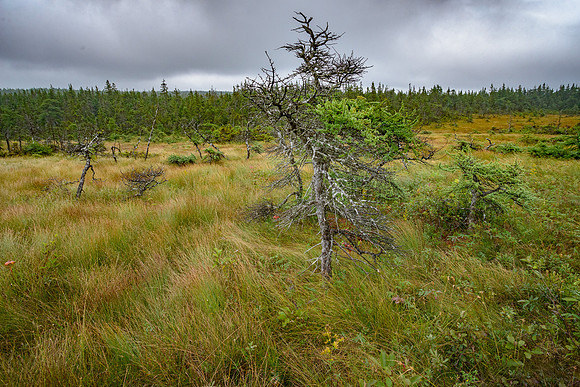 The Bog,CapeBretonNat'l Pk