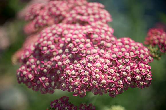 Flowers-207.jpg