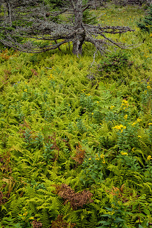 Along the Skyline Trail