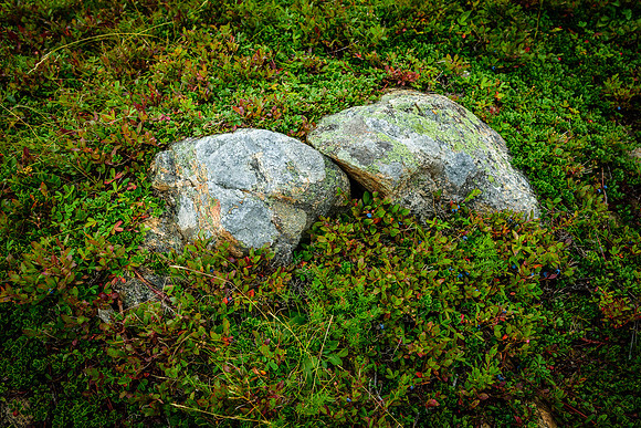 Along the Skyline Trail