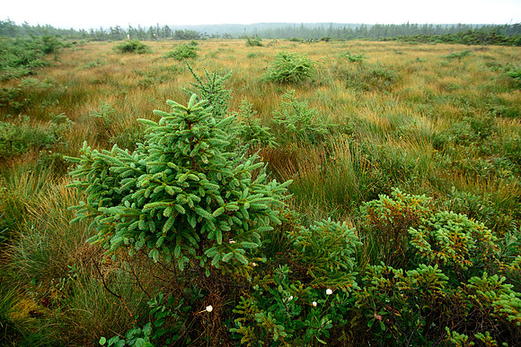 The Bog,CapeBretonNat'l Pk