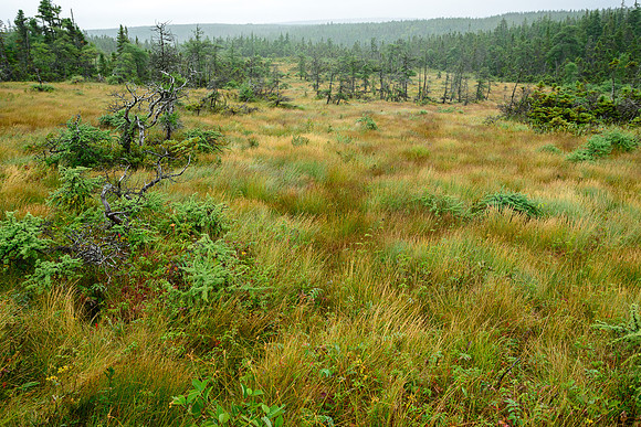 The Bog,CapeBretonNat'l Pk